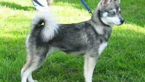 Alaskan kli-kai - малък спътник и забавен член на семейството